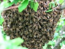 ¿Qué es un enjambre de abejas?