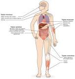 ¿Cuáles son los órganos del cuerpo humano?