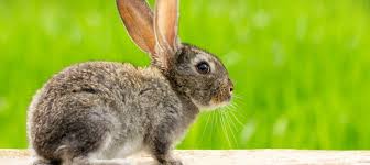 ¿Cuánto puede durar un conejo sin comer ni beber?
