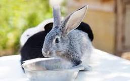 ¿Cuánto puede durar un conejo sin comer ni beber?