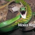 México: ¡Biodiversidad Abundante!