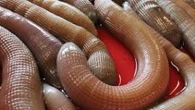 ¿Que se pesca con lombriz coreana?