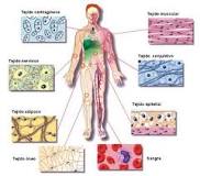 ¿Qué relación tienen los tejidos con los órganos y los sistemas?