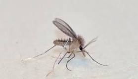 ¿Qué es un insecto volador?