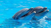 ¿Cuál es el antepasado del delfín?