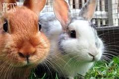 ¿Cómo saber si un conejo es feliz?