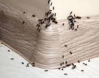 ¡Alerta! Las Hormigas en el Baño - 3 - marzo 7, 2023