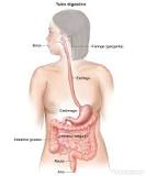 esquema del sistema digestivo