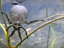 ¿Cómo respiran los insectos y las arañas?