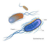 ¿Qué tipo de estructuras celulares se encuentran en los microorganismos?