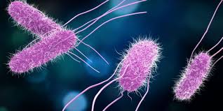 ¿Qué son las bacterias preguntas?