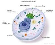 ¿Qué es la célula y sus partes para niños?