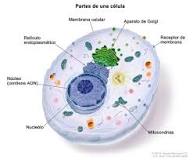 ¿Qué tipo de células eucariotas carecen de nucleolo?
