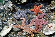 ¿Es una estrella de mar un vertebrado o un invertebrado? - 3 - febrero 23, 2023