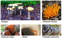 los hongos son unicelulares o pluricelulares