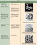 importancia de las arqueobacterias