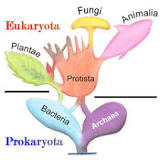¿Qué nivel de clasificación representa la Bacteria Archaea y Eukarya?