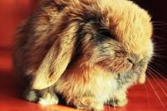 ¡Mi conejo estornuda! - 3 - febrero 11, 2023