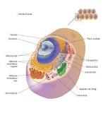 celulas eucariotas sin nucleo