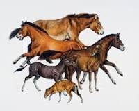 ¿Cómo evolucionó el caballo según Darwin?