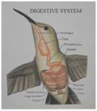 Digestión de colibrí: ¡Explorando paso a paso! - 47 - febrero 22, 2023