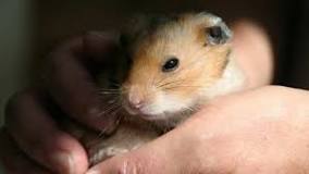 Cuidando a tu Hamster Ojos Rojos - 3 - febrero 11, 2023