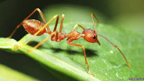 Agua para las hormigas - 3 - febrero 22, 2023