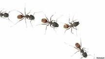 ¿Cuánto tiempo puede sobrevivir una hormiga en el agua?