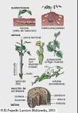 ¿Cómo se llaman las plantas de tallo duro y resistente?
