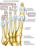 ¿Cómo se llama la articulación de la pierna?