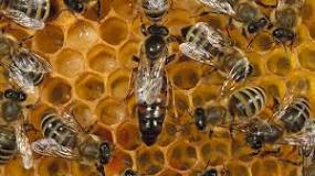 ¿Cómo es la poblacion de las abejas?