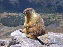 ¿Cómo se alimentan las marmotas?