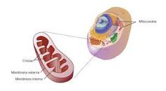 ¿Qué organismos tienen mitocondrias ejemplos?