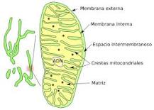 ¿Qué es la mitocondria celular vegetal?
