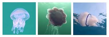 respiración de una medusa