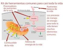 ¿Cuál es la estructura celular respiratoria de las bacterias?