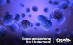 Los hongos y bacterias: ¿beneficios o riesgos? - 3 - febrero 22, 2023