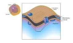 ¿Cuál es la dinamica de la membrana plasmática?