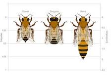 ¿Cómo saber si una abeja es hombre o mujer?