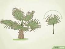plantas parecidas a las palmeras