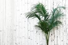 ¿Cómo se llama la planta que parece una palmera pequeña?