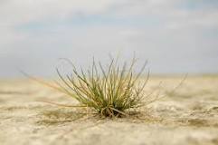 ¿Cómo se llaman las plantas que se adaptan a sitios secos?