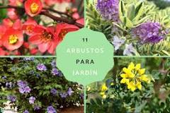 Plantas de Jardín: Arbustos y Hierbas - 3 - febrero 22, 2023