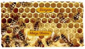 ¿Cómo se organizan y trabajan las abejas?