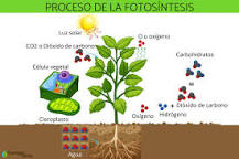 ¿Qué elementos se requieren para el proceso de la fotosíntesis?