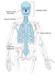 cómo se llama la parte del esqueleto cuya función es sostener el sistema muscular