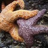 ¿Cómo se reproducen las estrellas de mar Wikipedia?
