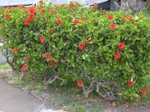 ¿Cómo se llama el árbol de frutos rojos?