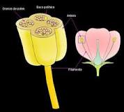 ¿Cómo se llama el filamento que une la flor al tallo?