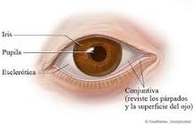 ¿Cómo se llama lo que está dentro del ojo?